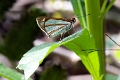 HESPERIIDAE, Vettius coryna coryna
